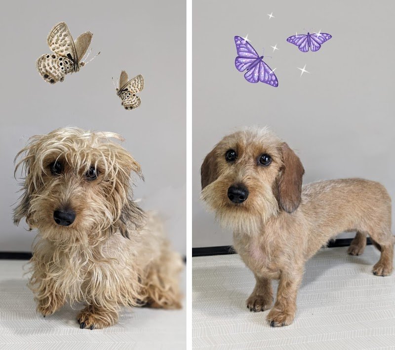 Grooming Studio - Foto 6