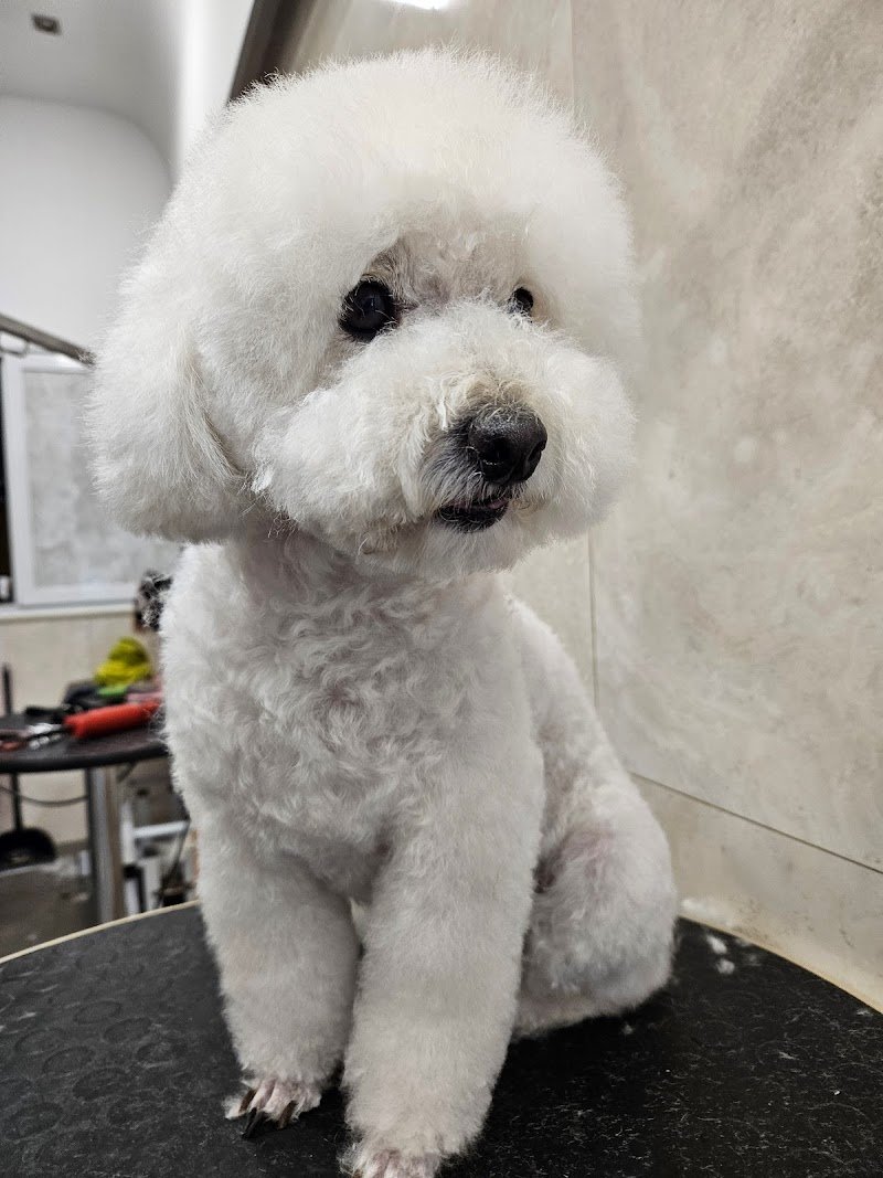 Grooming&Coccole di Simona Cantilena - Foto 3