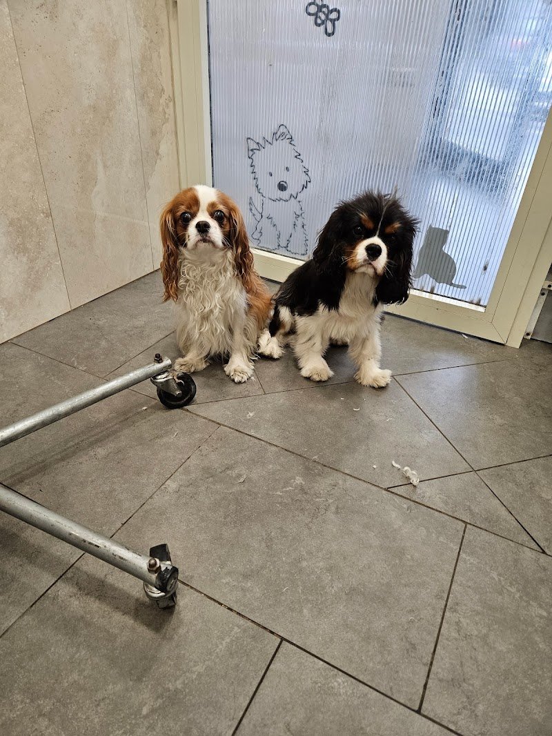 Grooming&Coccole di Simona Cantilena - Foto 4