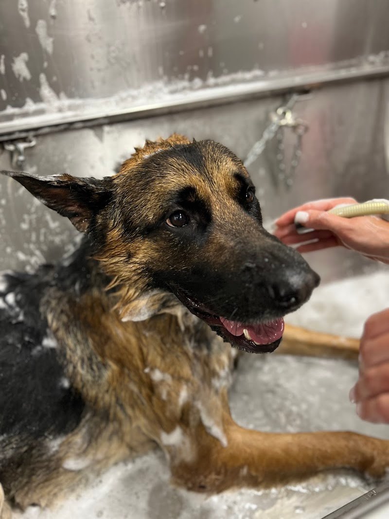 Grooming&Coccole di Simona Cantilena - Foto 6