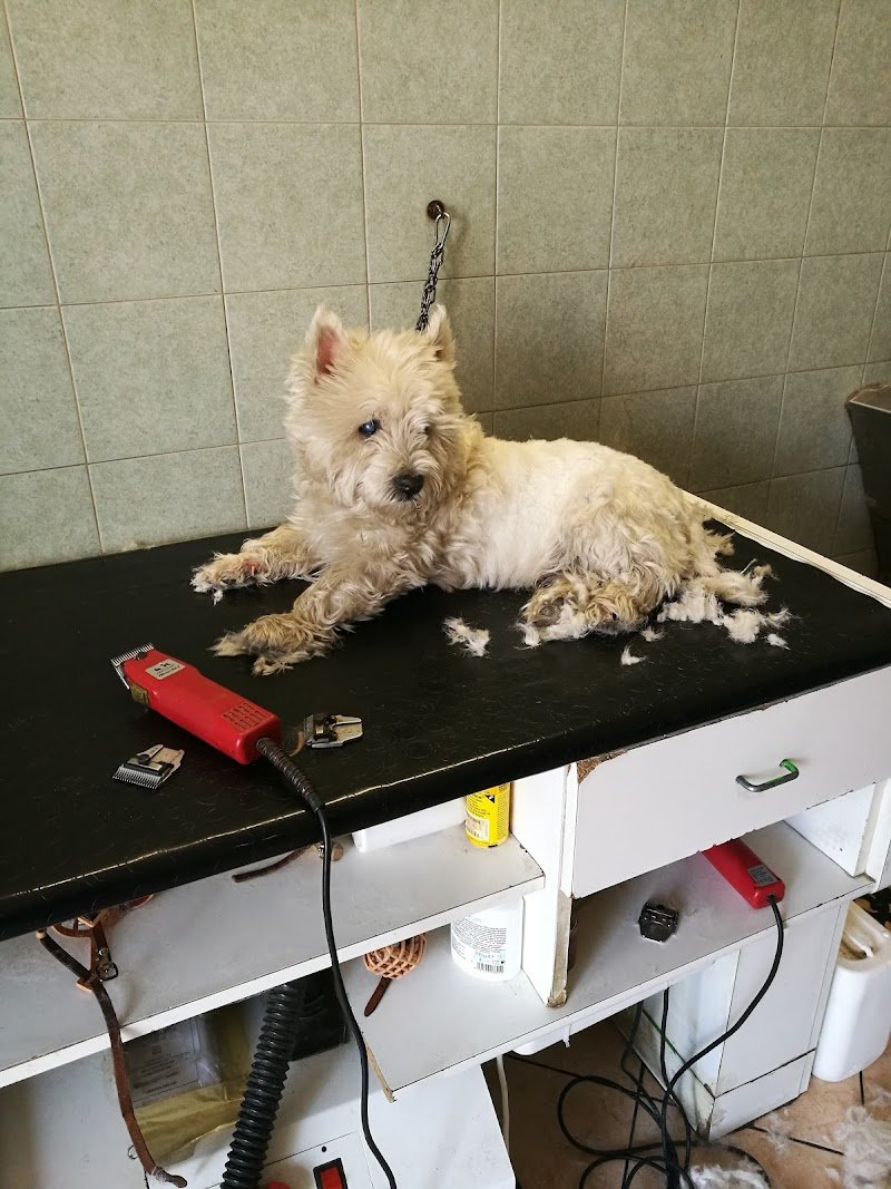 Guerri Cinzia - Mondo Animale - Foto 2