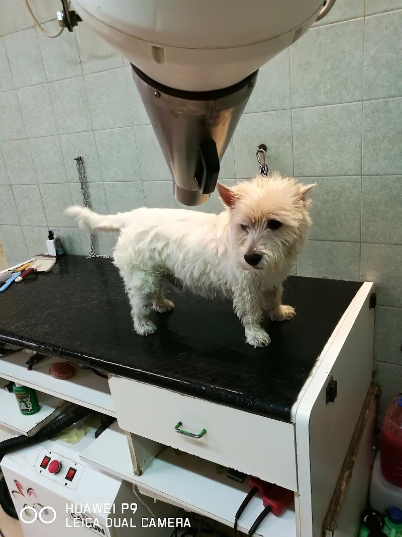 Guerri Cinzia - Mondo Animale - Foto 3