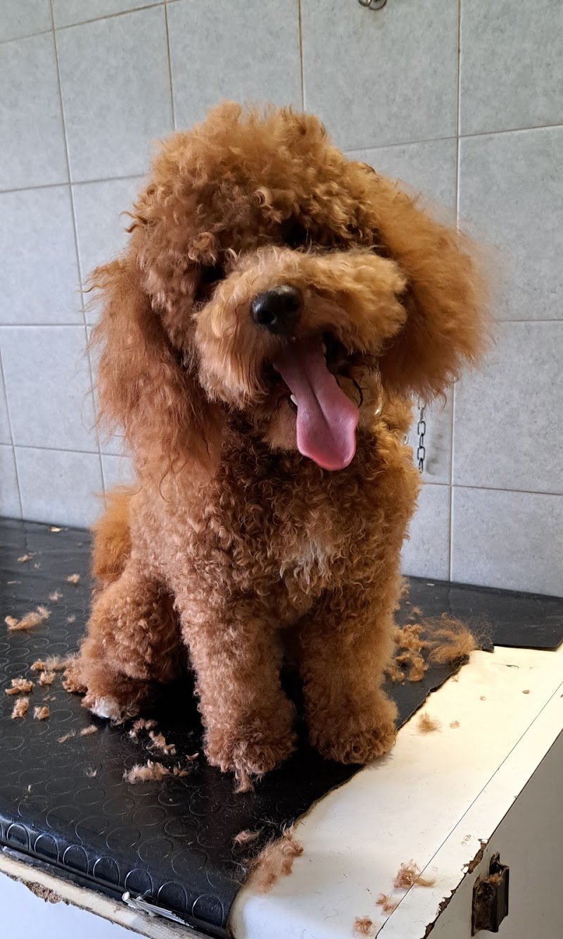 Guerri Cinzia - Mondo Animale - Foto 4