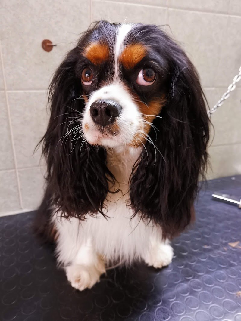 Guerri Cinzia - Mondo Animale - Foto 5