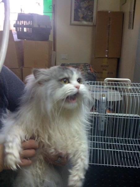 Guerri Cinzia - Mondo Animale - Foto 6