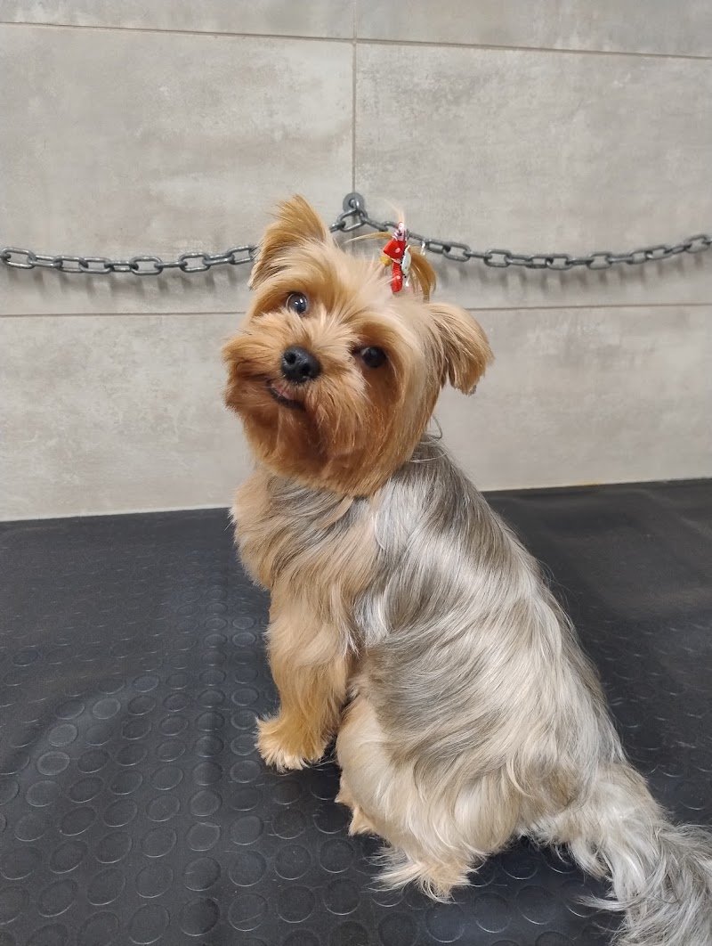 Hakuna Matata Toelettatura professionale di Colombo Alessandra - Foto 1