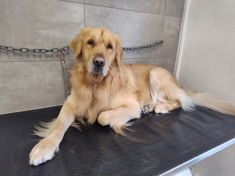 Hakuna Matata Toelettatura professionale di Colombo Alessandra - Foto 3