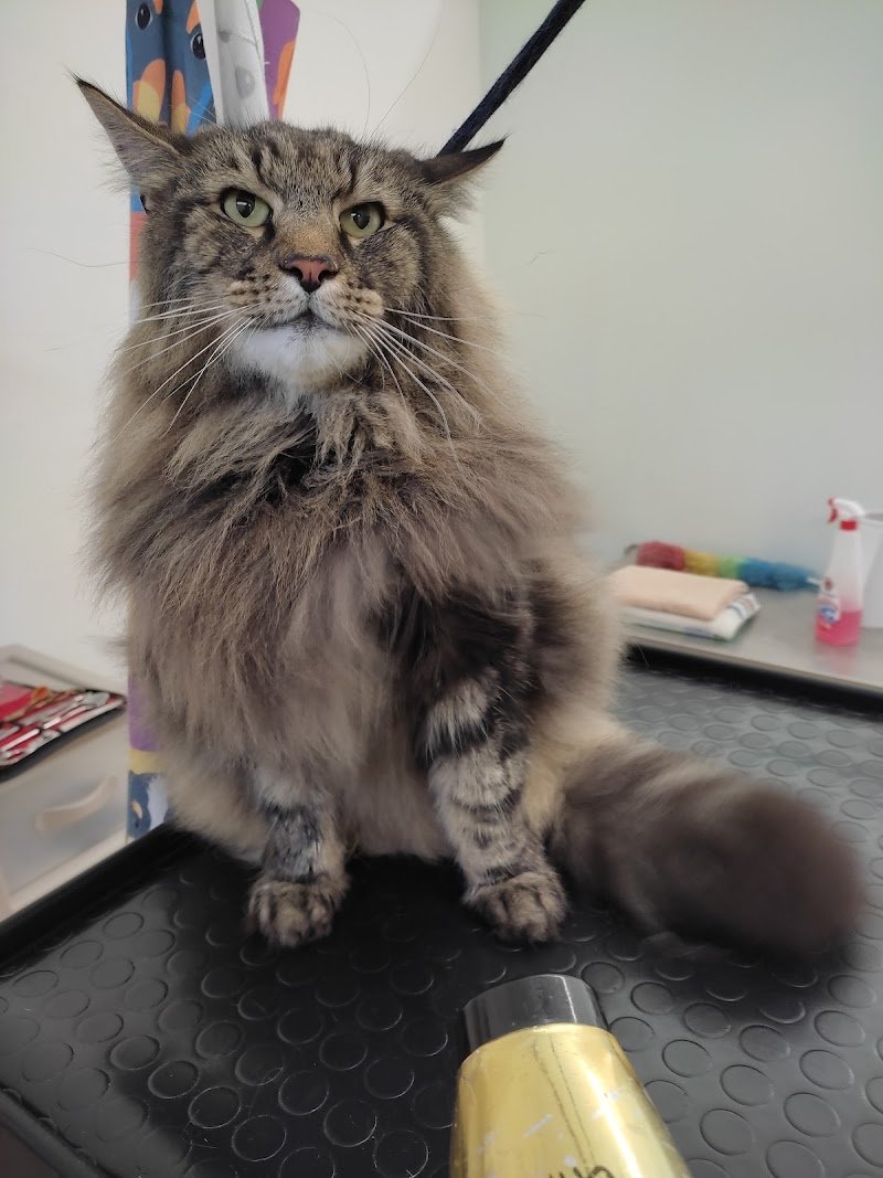 Hakuna Matata Toelettatura professionale di Colombo Alessandra - Foto 4