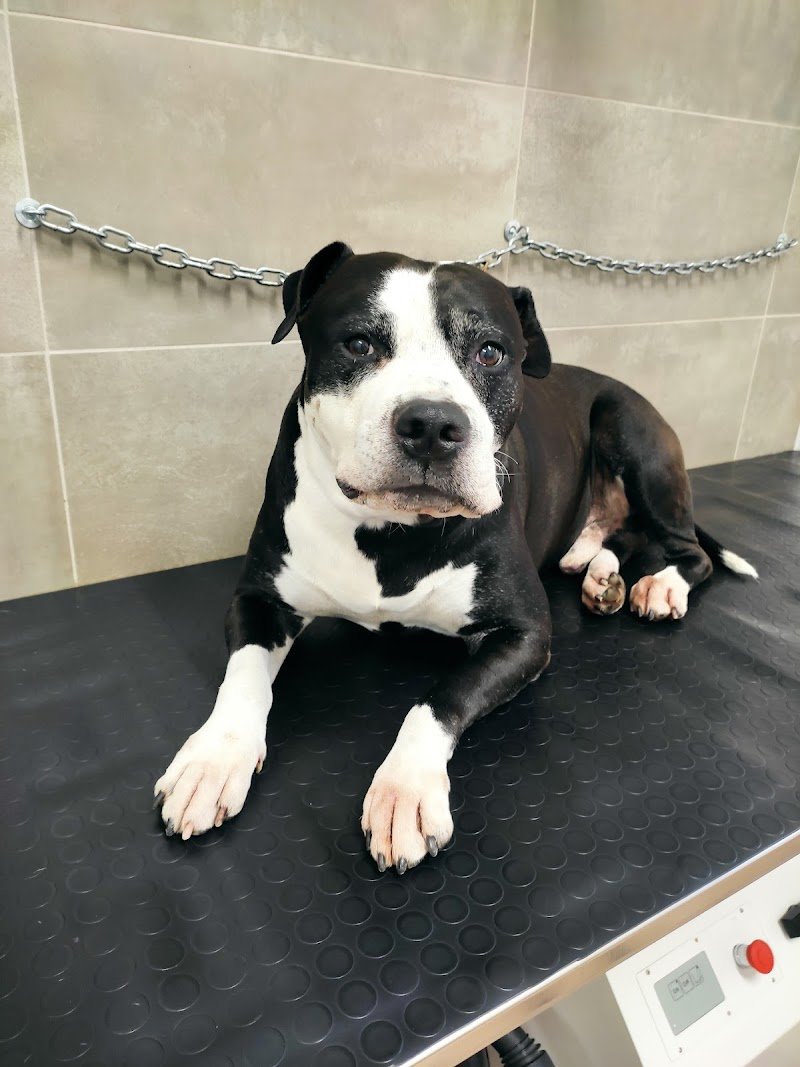 Hakuna Matata Toelettatura professionale di Colombo Alessandra - Foto 6