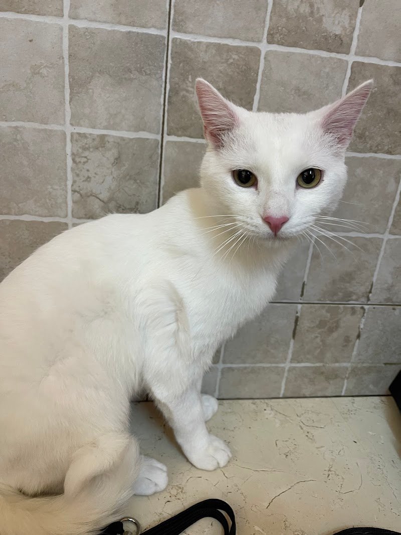 Happy Animals Lecce - Foto 2