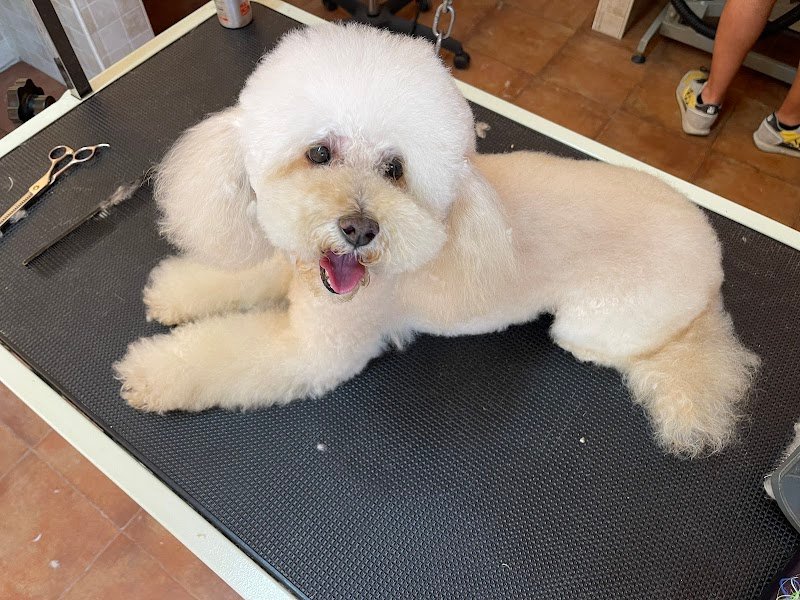 Happy Animals Lecce - Foto 3