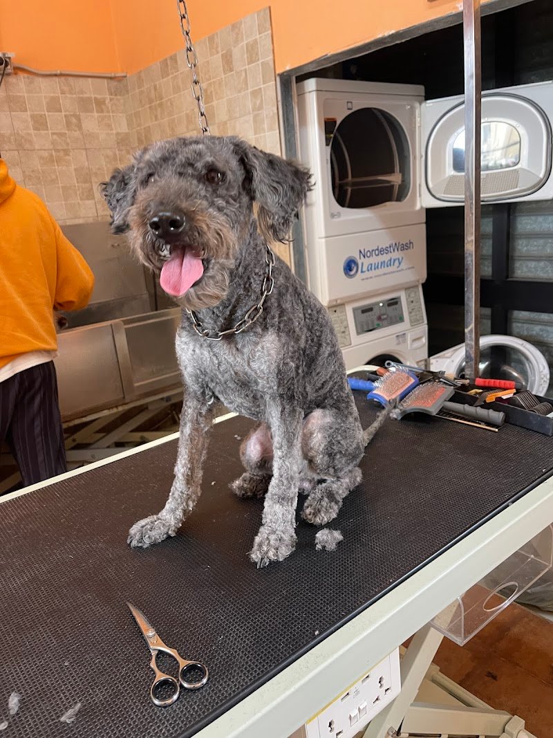 Happy Animals Lecce - Foto 4