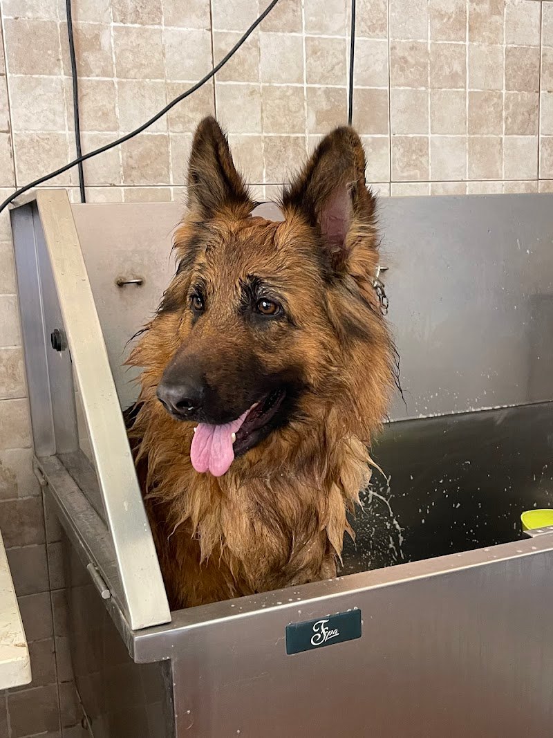 Happy Animals Lecce - Foto 5