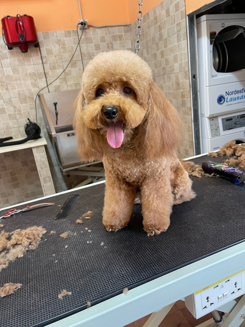 Happy Animals Lecce - Foto 6