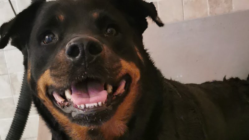 Happy Animals Lecce - Foto 1