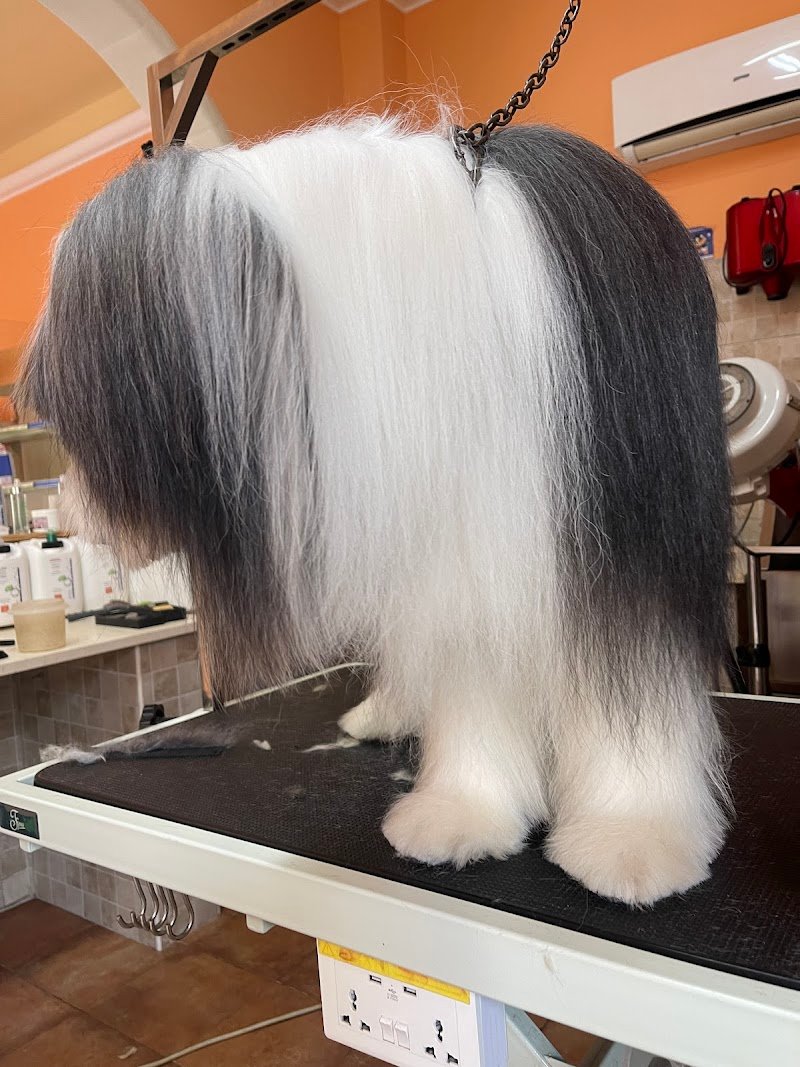 Happy Animals Lecce - Foto 2