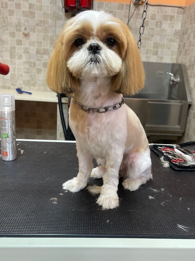 Happy Animals Lecce - Foto 4