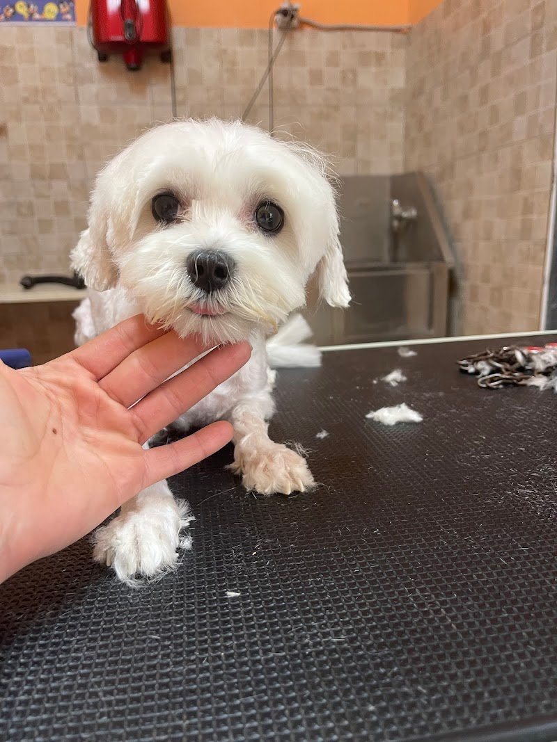 Happy Animals Lecce - Foto 5