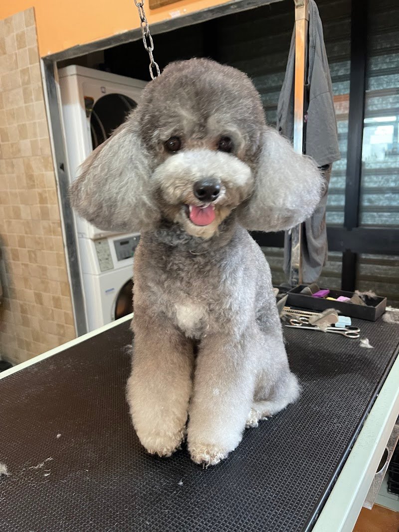 Happy Animals Lecce - Foto 6