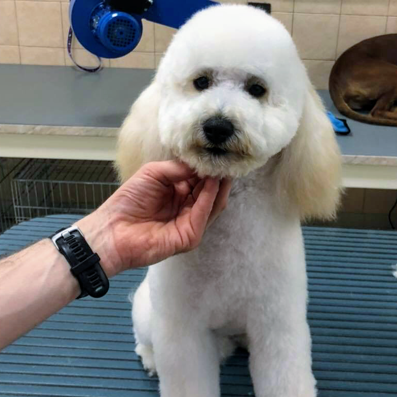 Happy Dog Bibbiena - Foto 2