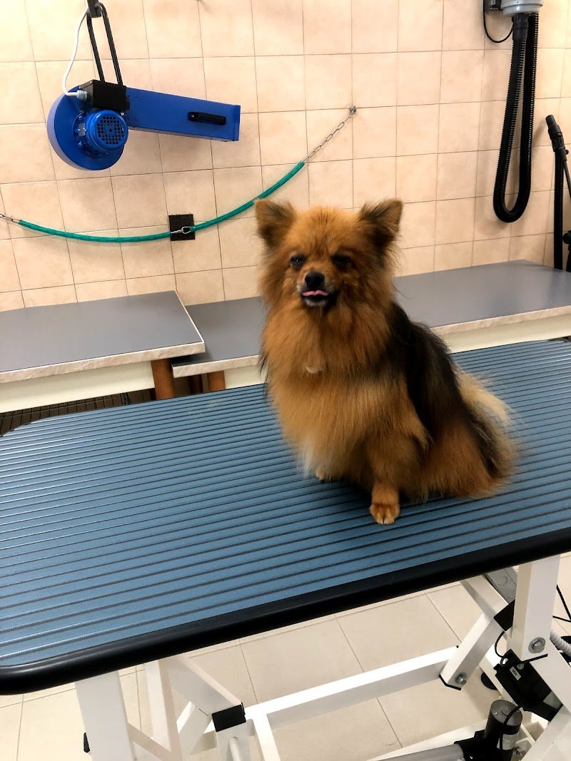 Happy Dog Bibbiena - Foto 3