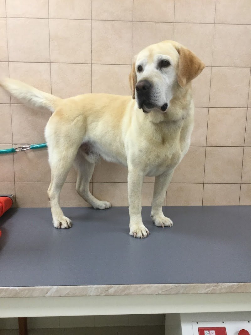 Happy Dog Bibbiena - Foto 4