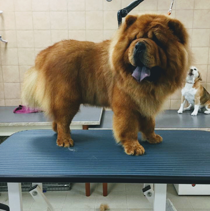 Happy Dog Bibbiena - Foto 5