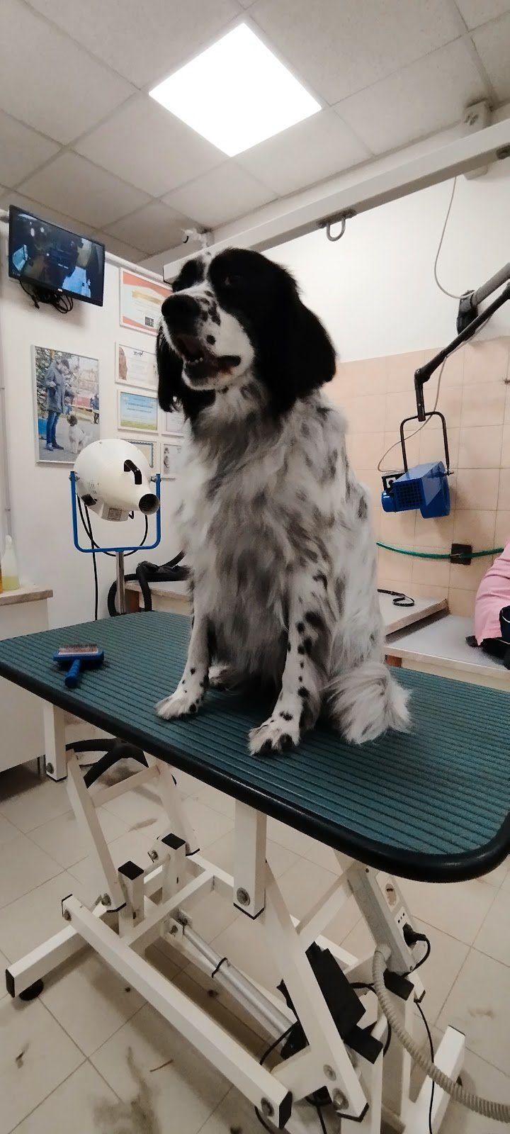 Happy Dog Bibbiena - Foto 6