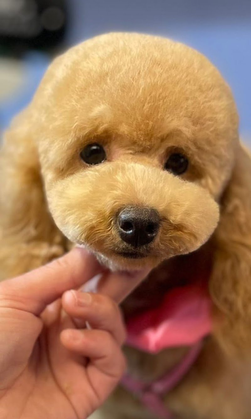 Happy Dog toeletta Aprilia - Foto 1