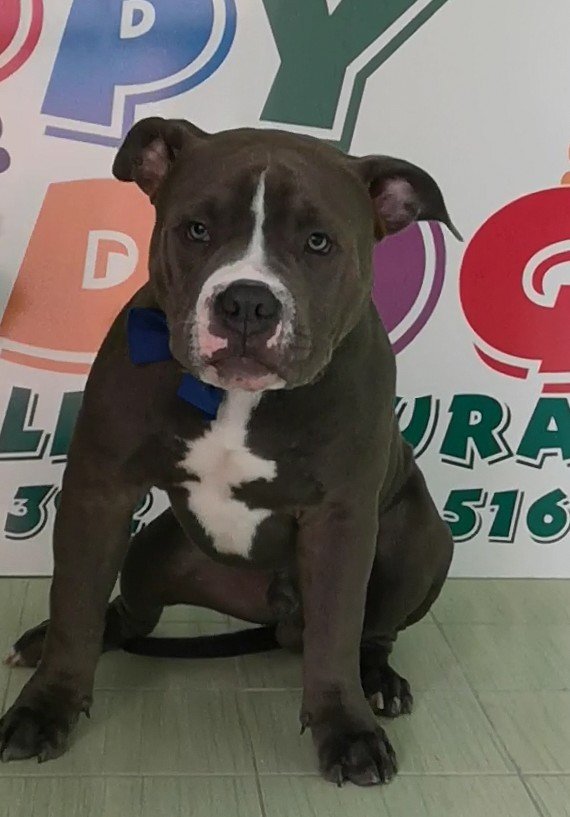 Happy Dog toeletta Aprilia - Foto 2