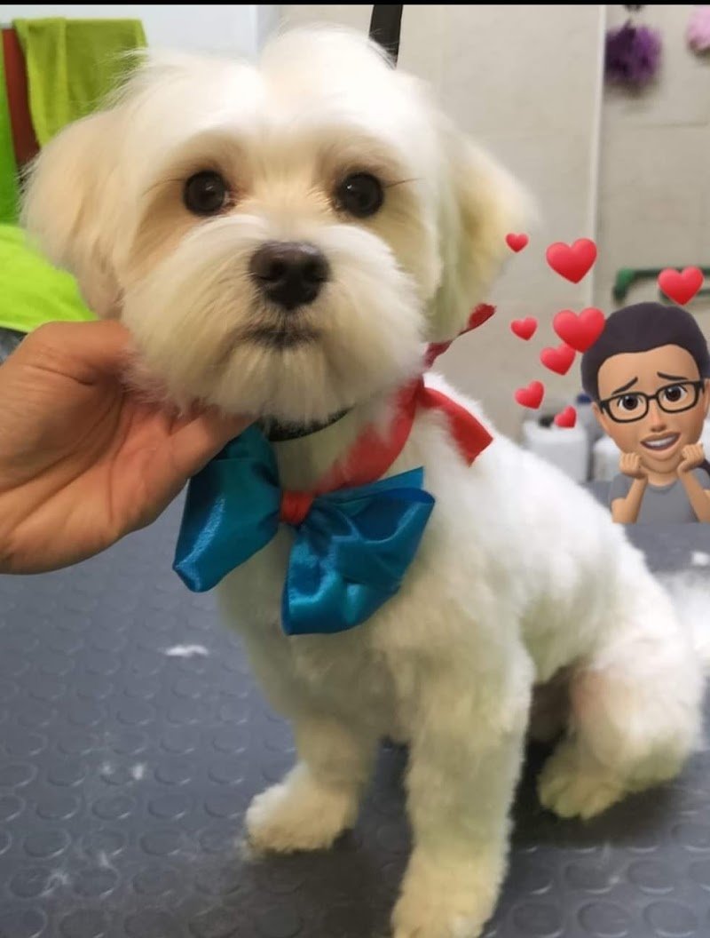 Happy Dog toeletta Aprilia - Foto 3