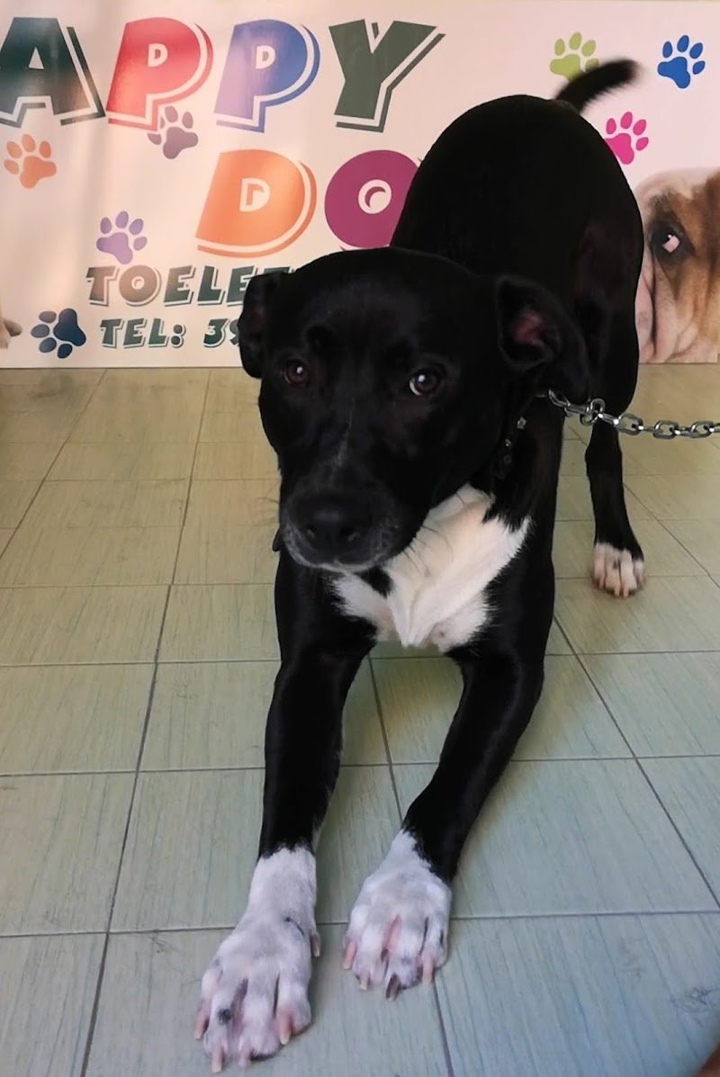 Happy Dog toeletta Aprilia - Foto 4