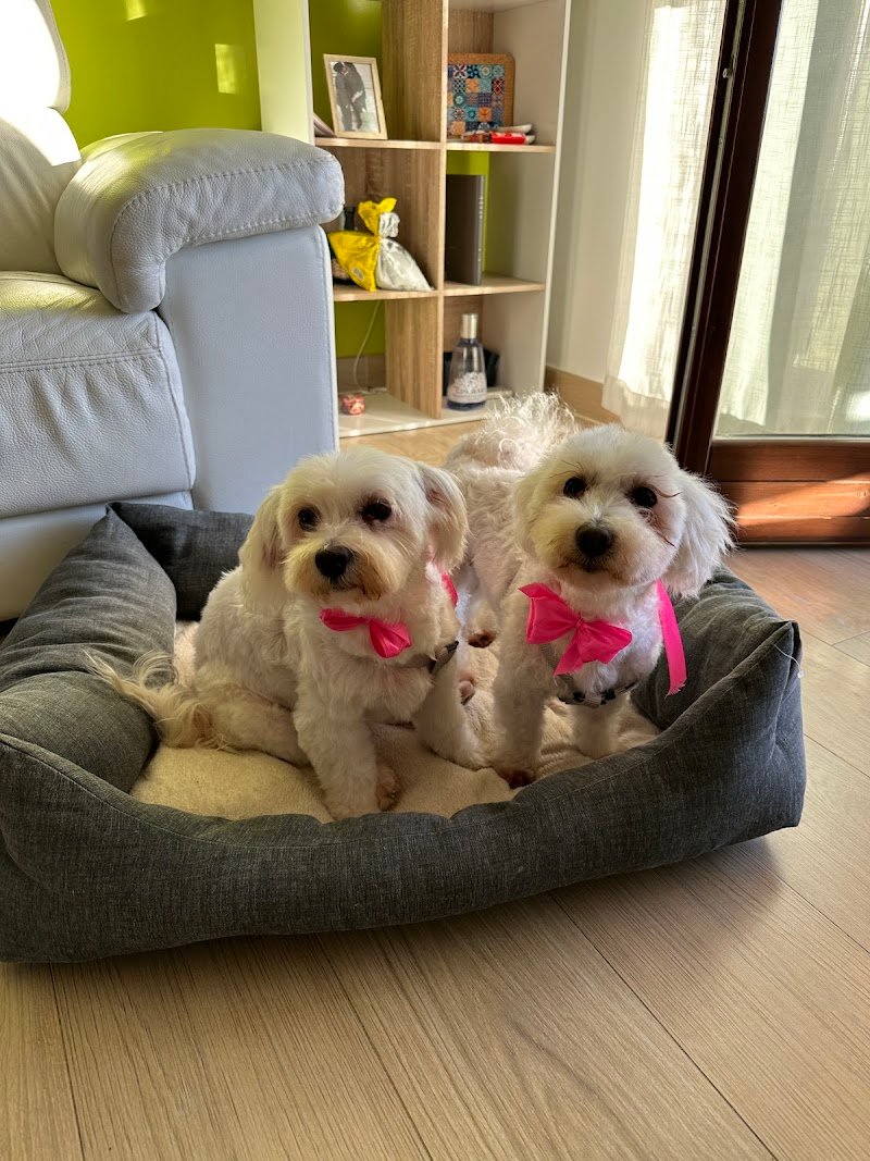 Happy Dog toeletta Aprilia - Foto 5