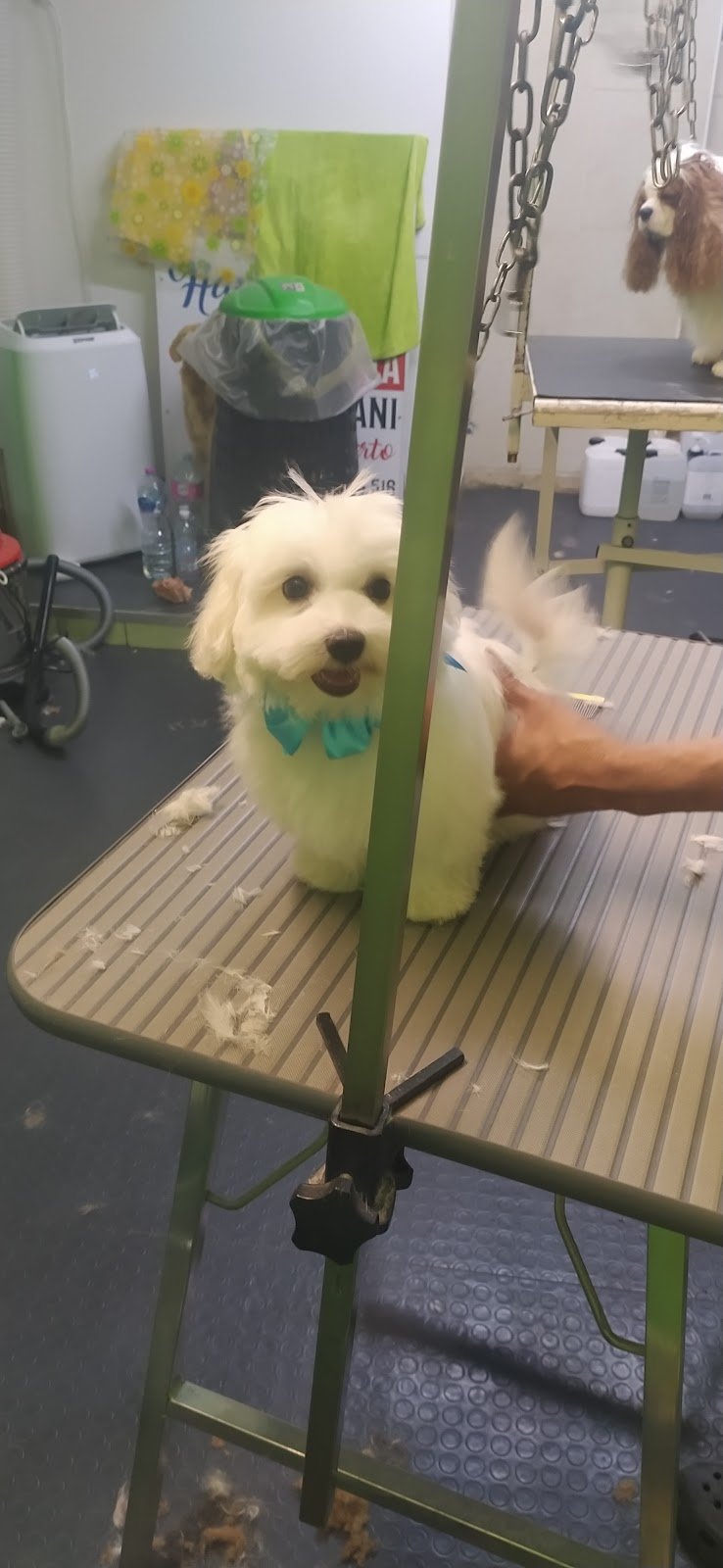 Happy Dog toeletta Aprilia - Foto 6