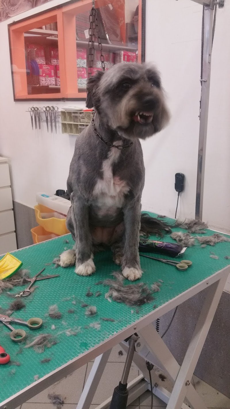 Happy Dog Toelettatura Di Mauro Pennati E Giovanni Traversari Snc - Foto 1