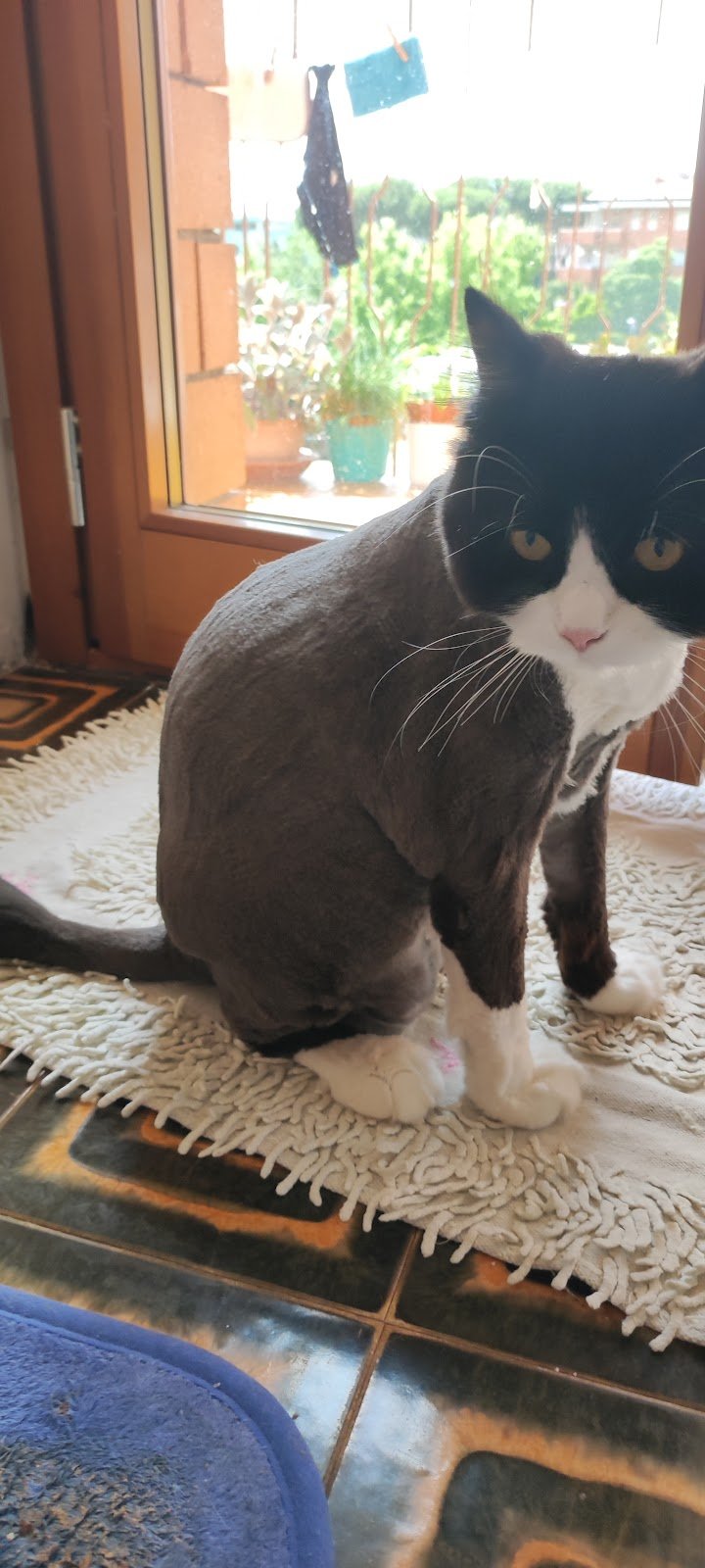 Happy Dog Toelettatura Di Mauro Pennati E Giovanni Traversari Snc - Foto 5