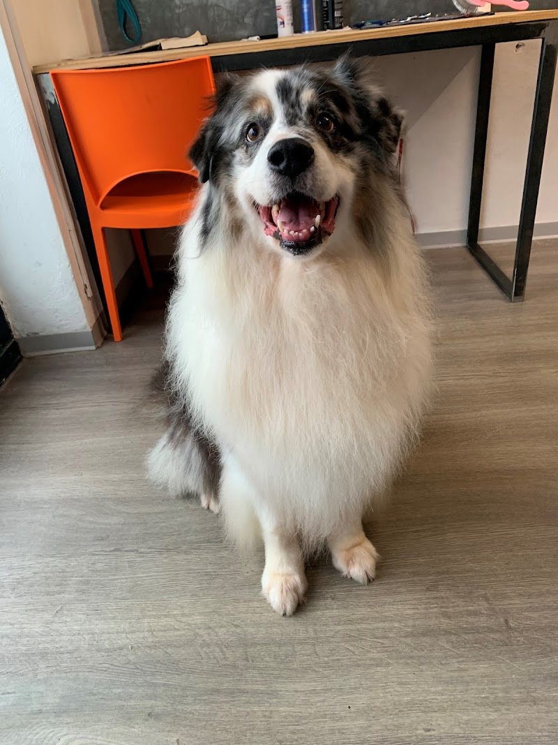 Happy dog toelettatura -Verona - Foto 1