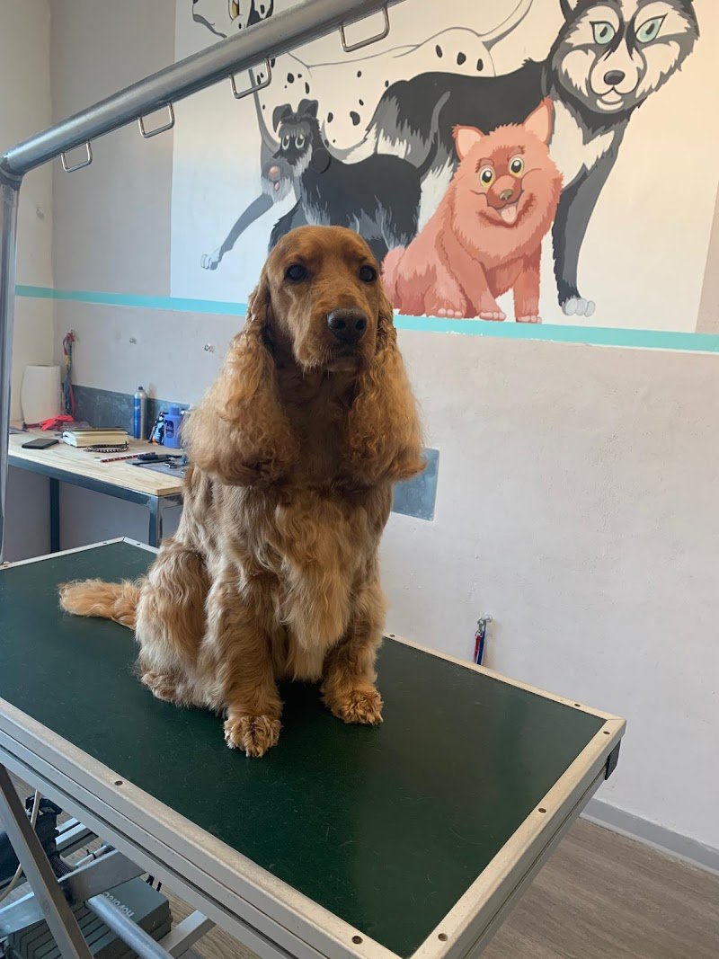 Happy dog toelettatura -Verona - Foto 2