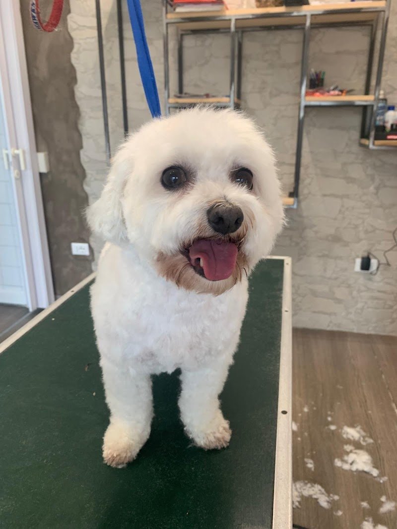 Happy dog toelettatura -Verona - Foto 3