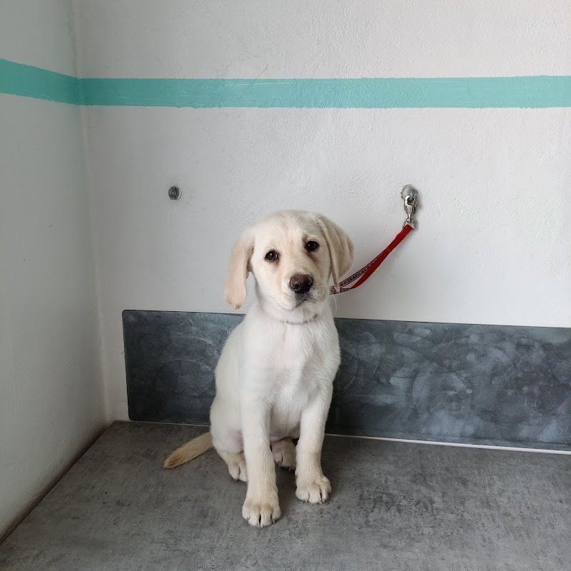 Happy dog toelettatura -Verona - Foto 4