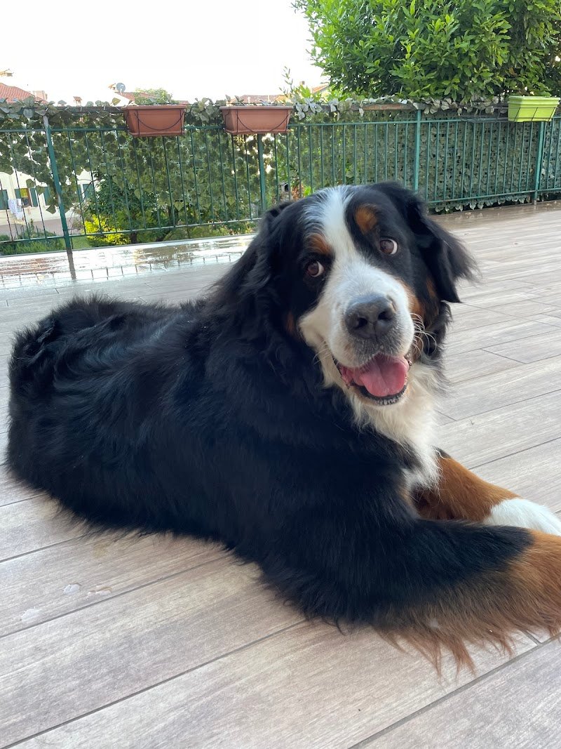 Happy dog toelettatura -Verona - Foto 5