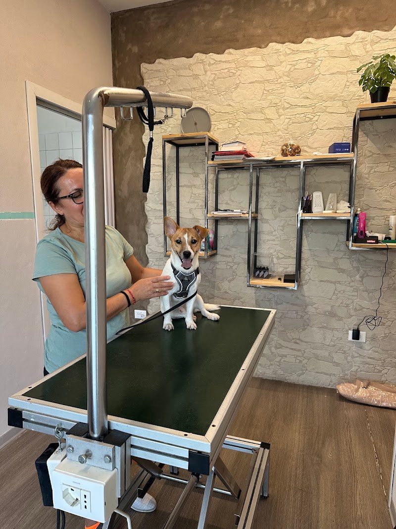 Happy dog toelettatura -Verona - Foto 6