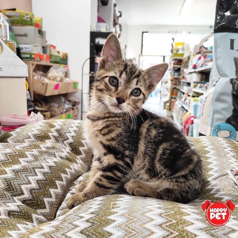 Happy Pet - Foto 4