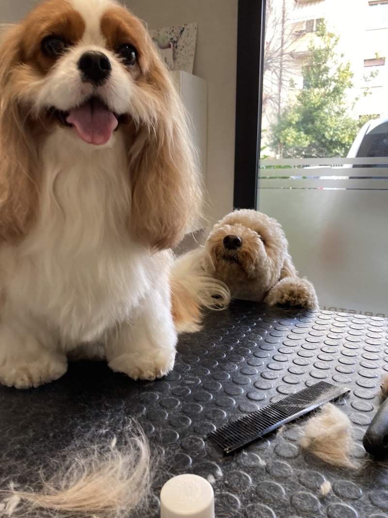 Happy Saloon - Foto 3