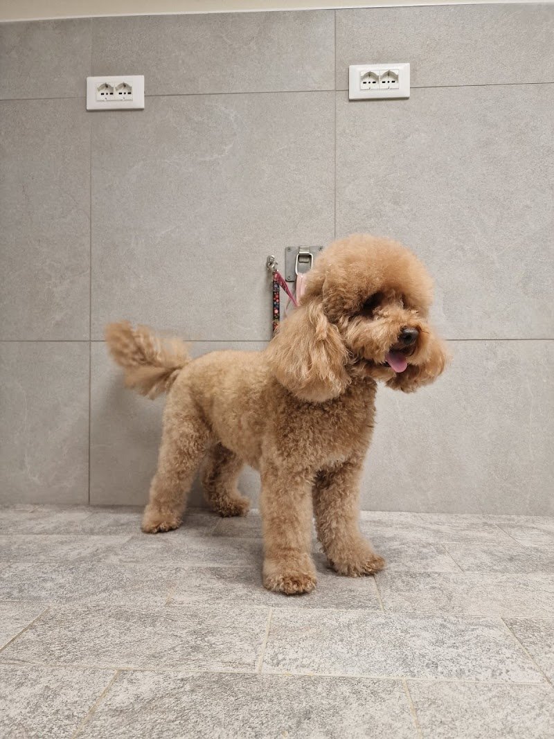 Happy Tails - Foto 1