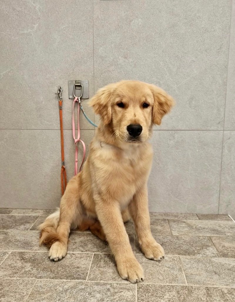 Happy Tails - Foto 2