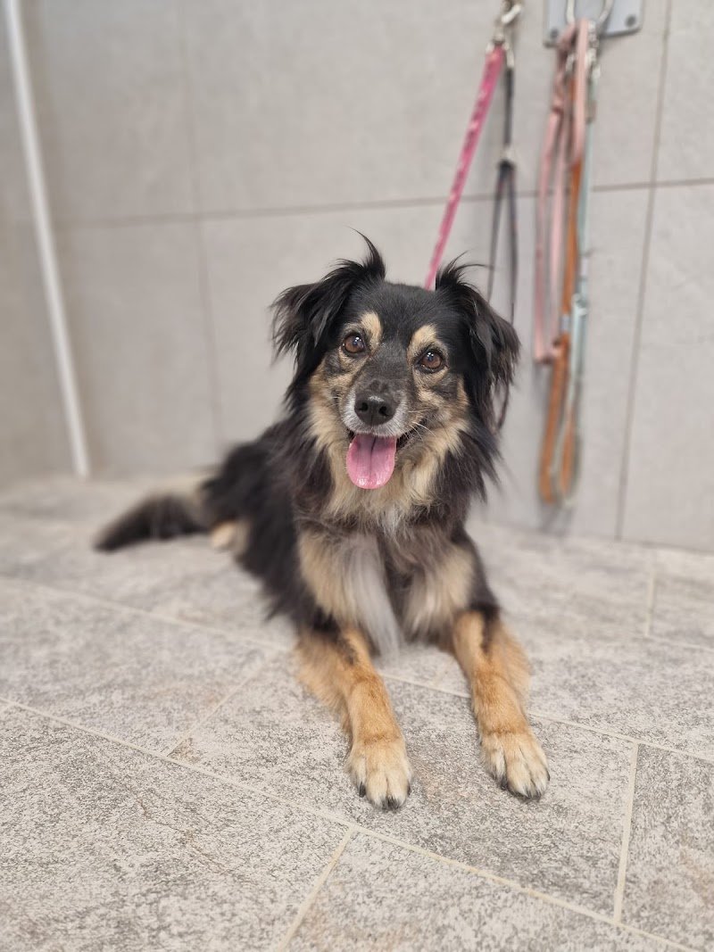 Happy Tails - Foto 3