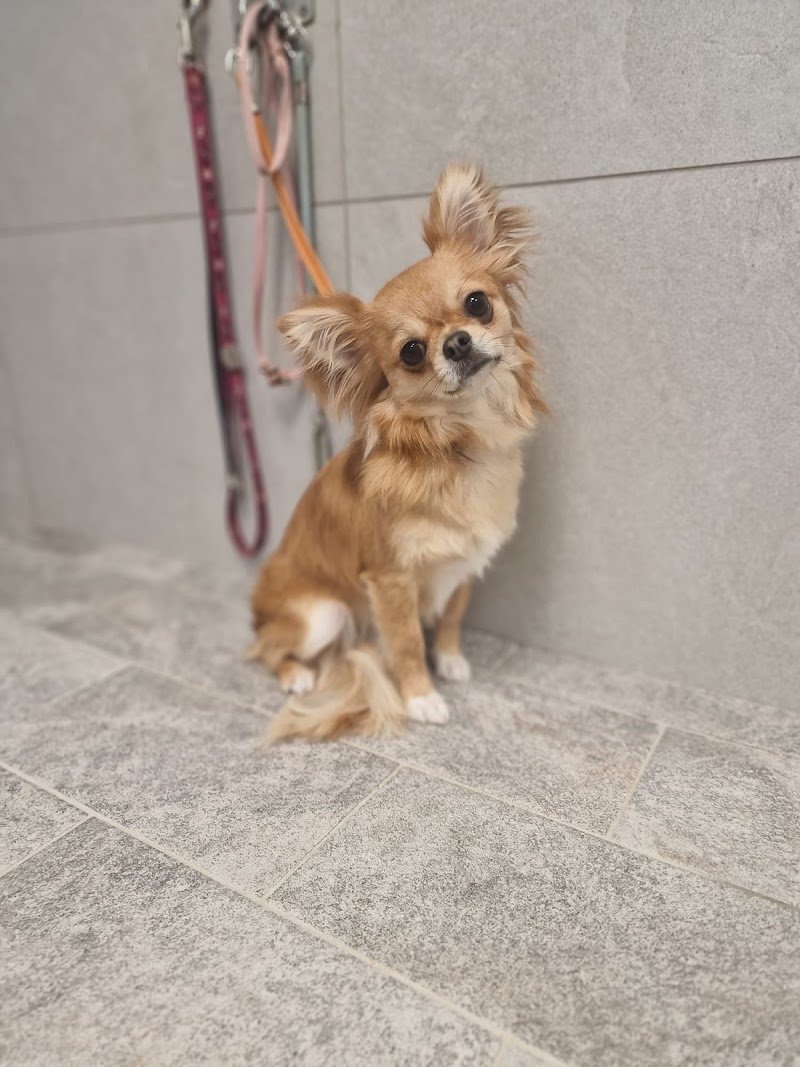 Happy Tails - Foto 4