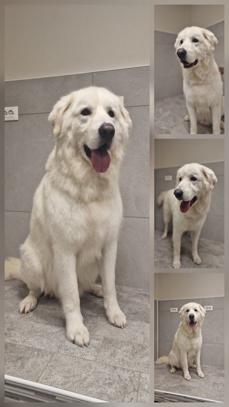 Happy Tails - Foto 5