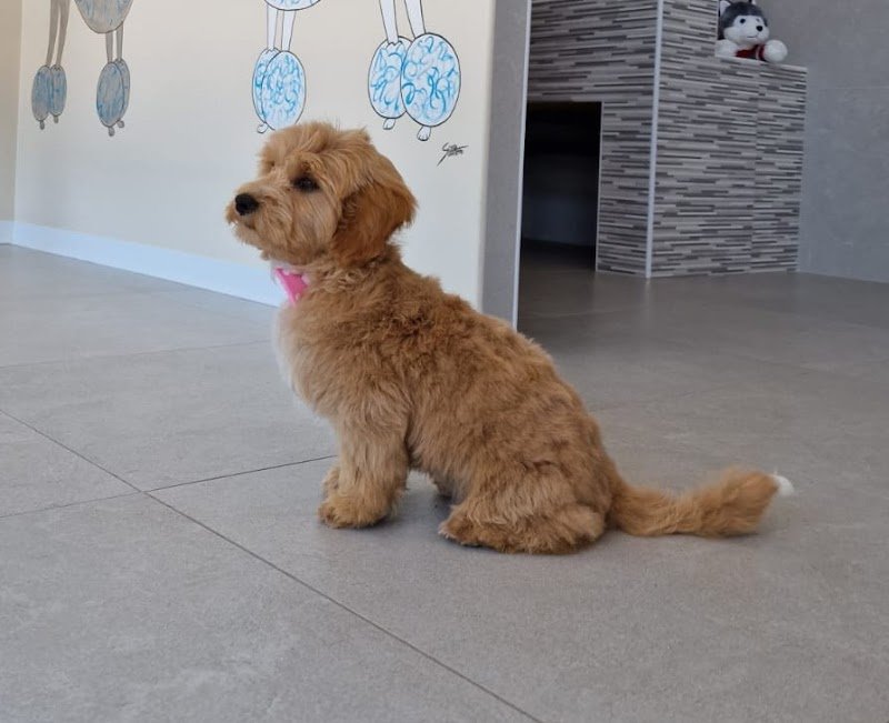 Happy Tails - Foto 6